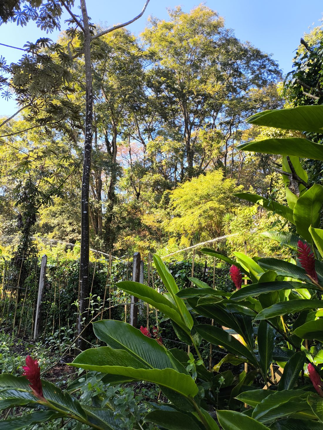 Jardim do Horto de Plantas Medicinais da Farmácia da Natureza
