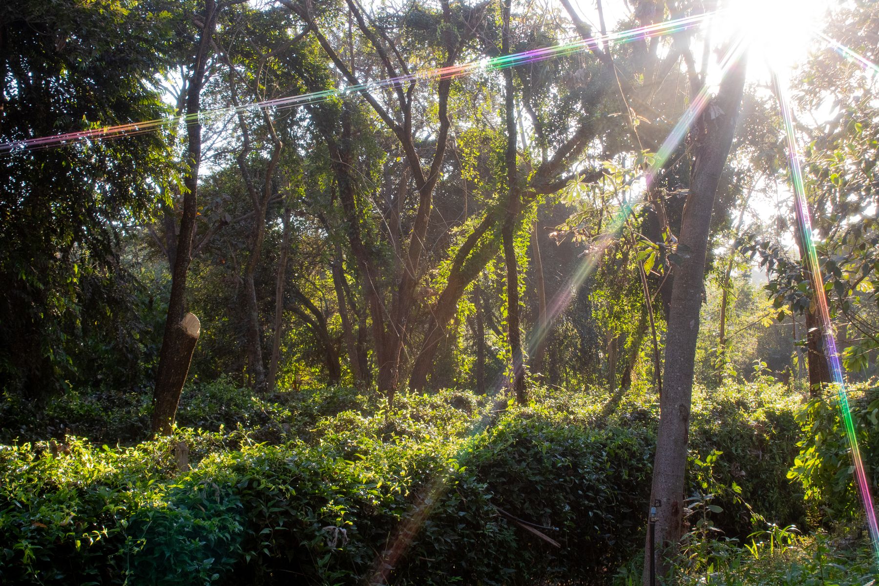 Sol entre as árvores no Horto de Plantas Medicinais